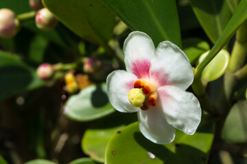 Flor branco com detalhes em rosa no meio da mata - Paisagem natural