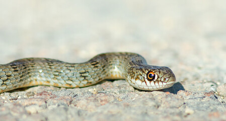 Slithering snake closeup. Juvenile caspian whipsnake, dolichophis caspius, portrait.
