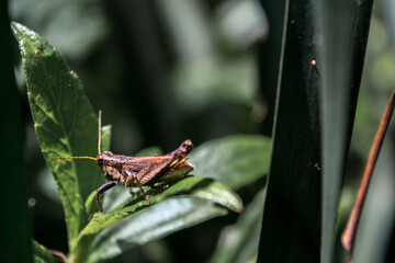 Grilo repousando em cima da folha verde - Paisagem natural