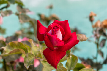 Fototapety na wymiar - Fototapeta24.pl