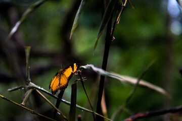 Borboleta laranja em meio a mata - Paisagem natural