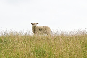 Schaf guckt in die Weite des Himmels