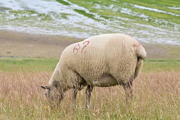 Obraz premium Ein Schaf grasend auf dem begrünten Damm am Nordstrand in Nordfriesland an der Nordsee, Schleswig-Holstein, Deutschland