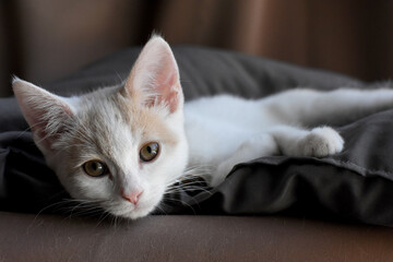 lounging kitten