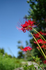 彼岸花　lycoris radiata

