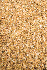Conchas amarelas na praia - Paisagem natural