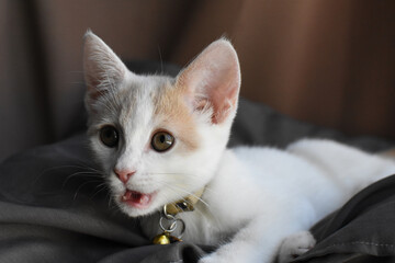 Oh snap! kitten with shocked expression