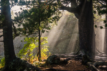 tree in the woods