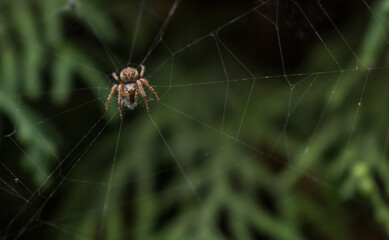 Spider on a spider web against a background of green pine