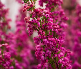 Pink heather flower 