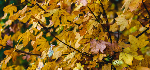 Yellow autumn leafes