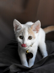 cute kitten licking face