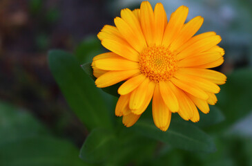 Calendula close up