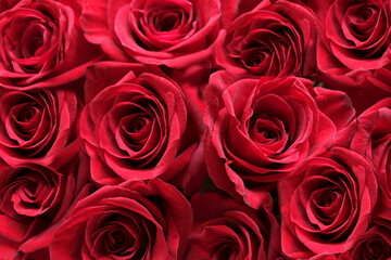Garden red roses close-up. Concept for March 8, Valentine's Day, Mother's Day. Festive texture