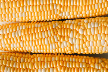 Fresh ripe yellow corn texture, flat lay, top view. Vegan food, cereals agriculture