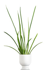 Exotic plant sansevieria in white pot for urban jungle on white isolated background