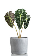 Exotic tropical plant Alokasia with fancy leaves in the loft style pot for urban jungle on white isolated background