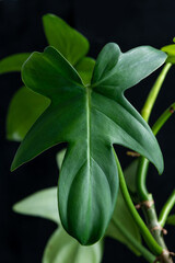 Tropical leaf of exotic plant philodendron on balck background, close up view