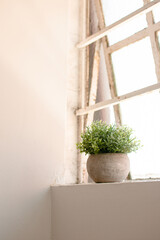 Green house plant in a round concrete pot sitting in on a window sill in an old building 