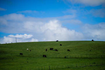 Beef cows and calfs grazing on grass in south west victoria, Australia. eating hay and silage....