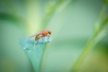 fly on a green leaf (Pegomya sp.)