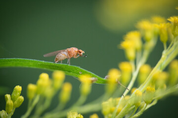 fly on a green leaf (Pegomya sp.)