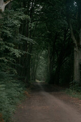 Abandoned road path in the woods