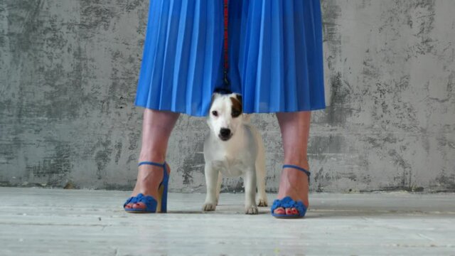 Puppy with the woman's legs