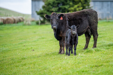 Beef cows and calfs grazing on grass in south west victoria, Australia. eating hay and silage....