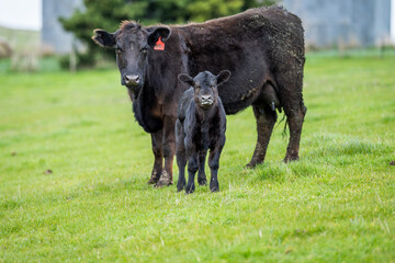 Beef cows and calfs grazing on grass in south west victoria, Australia. eating hay and silage....