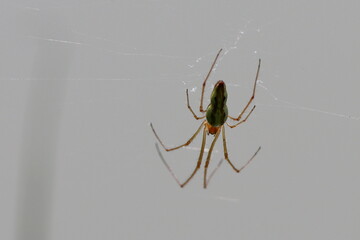 araignée tétragnathe étirée dans sa toile