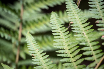 fern leaves colose-up