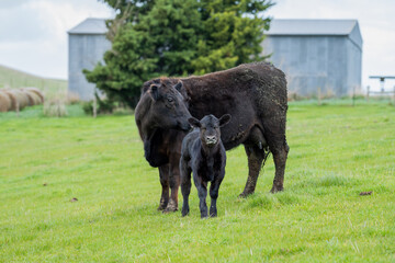 Beef cows and calfs grazing on grass in south west victoria, Australia. eating hay and silage....