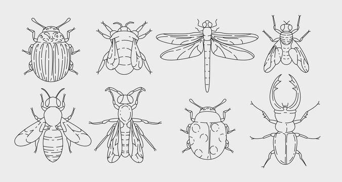 Insects outline elements collection. Meadow bugs line isolated set. Different beetles in contour design.