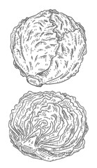 Fresh half and whole head iceberg lettuce. Vintage hatching color illustration.