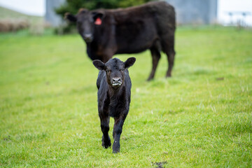 Beef cows and calfs grazing on grass in south west victoria, Australia. eating hay and silage....