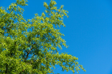 Luxurious foliage of willow oak (Quercus phellos) against blue summer sky. selective focus. Willow oak in Public Landscape City Park Krasnodar or Galitsky Park. Summer 2021.Nature concept for design - obrazy, fototapety, plakaty