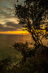 Nascer do sol com vista para o mar e silhueta de árvore - Paisagem natural