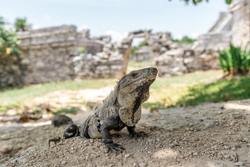 close up photo of a wild iguana in the Mexican jungle with ancient ruins in the background in Tulum