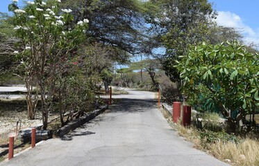 Paved driveway with white blooming bushes in an tropical garden environment