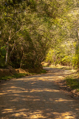 Estrada de terra no meio da mata - Paisagem natural