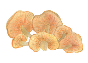 Watercolor painting a family of mushrooms