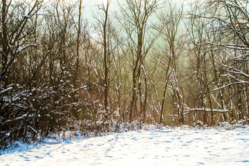 Winter forest with snow-covered trees in sunny weather