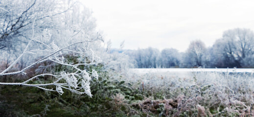 Frost-covered trees, bushes and grass on the river in the winter morning