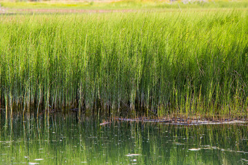 Swamp plant background, green nature background. Plants in water.