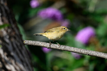 Willow Warbler // Fitis (Phylloscopus trochilus)