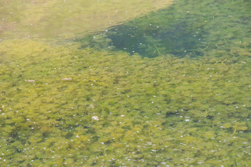 Swamp view, nature background, travel destination in Georgia