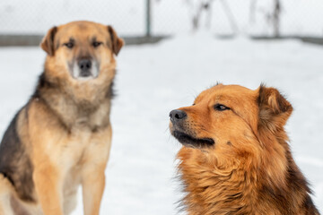 Two dogs in winter outdoors on a background of white snow