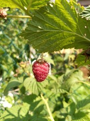 A red raspberry berry is ripening on a bush.