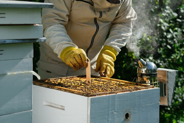 Varroa mite control. Varroa destructor. How to treat bees from varroa mite. The beekeeper treats...